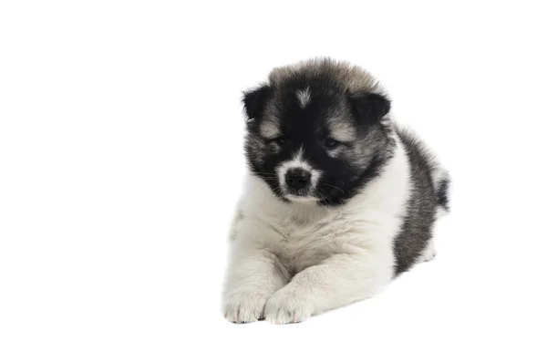 Thai Bang Kaew Filhote de cachorro em branco . — Fotografia de Stock