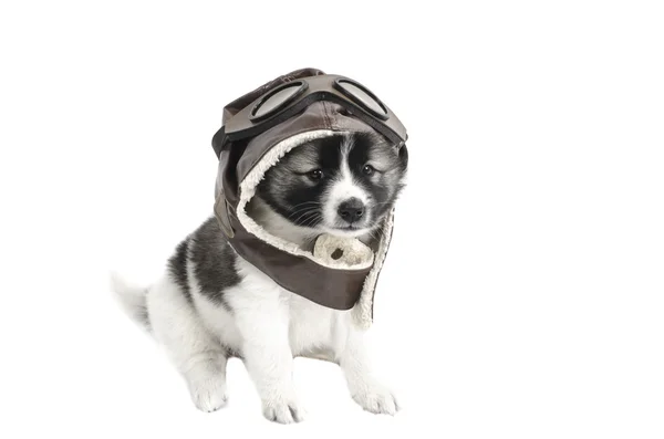 Filhote de cachorro com capacete piloto no fundo branco . — Fotografia de Stock