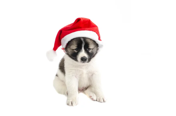 Niedliche Welpe in einem Weihnachtsmann - Hut. isoliert auf weißem Rücken — Stockfoto