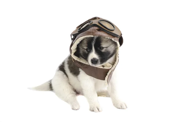 Filhote de cachorro com capacete piloto no fundo branco . — Fotografia de Stock