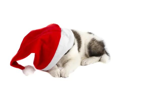 Cute puppy in a Christmas - Santa hat. Isolated on a white — Stock Photo, Image