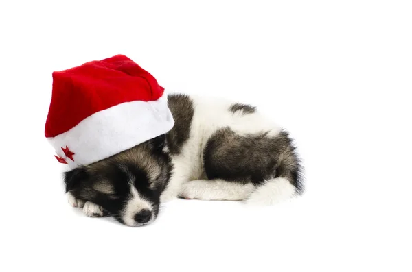 Cute sleeping puppy in a Christmas - Santa hat. Isolated on a wh — Stock Photo, Image