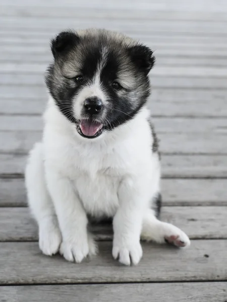 Hai Bang Kaew Puppy on wooden floor. — Stock Photo, Image