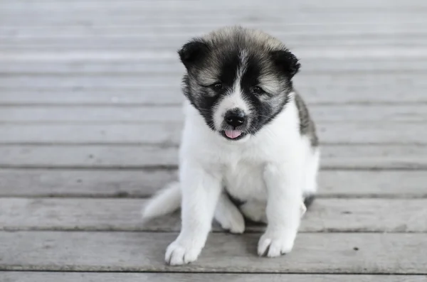 Hai Bang Kaew Puppy on wooden floor. — Stock Photo, Image