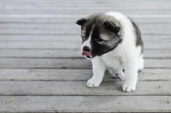 Hai Bang Kaew Filhote de cachorro no chão de madeira . — Fotografia de Stock