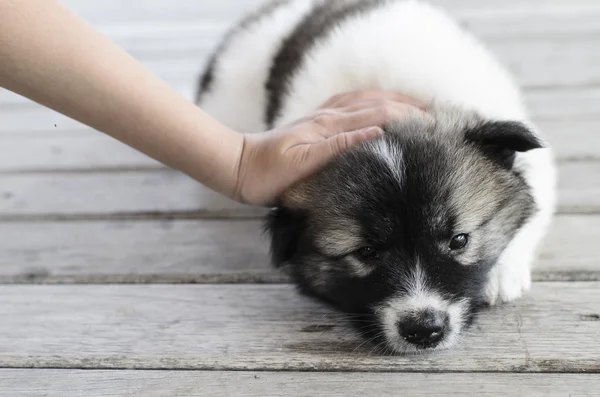 Child's hand touching  Thai Bang Kaew Puppy head on wooden floor — Stock Photo, Image