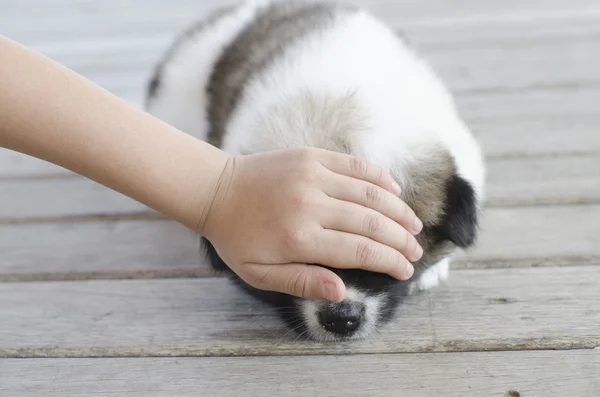 Рука ребенка касается головы щенка Тай Бан Кеу на деревянном полу — стоковое фото
