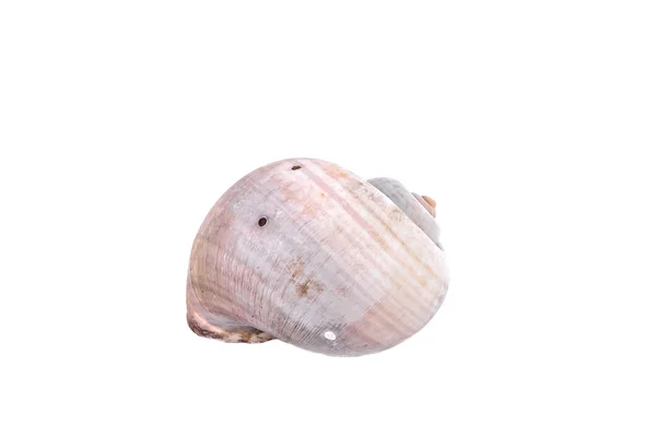 Komplette Nautilus-Schale auf weiß — Stockfoto