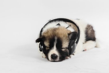 Müzik kulaklık ile köpek yavrusu