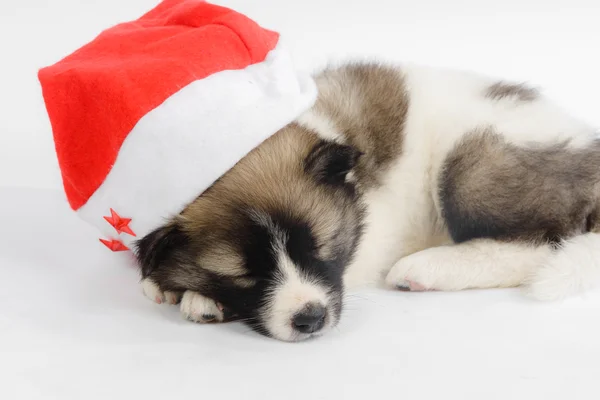 Cute puppy in a Christmas - Santa hat. Isolated on a white — Stock Photo, Image