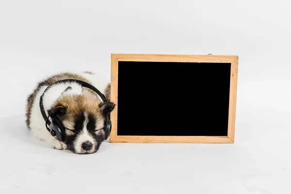 Schultafel und Hundewelpe mit Kopfhörern, die Musik hören — Stockfoto