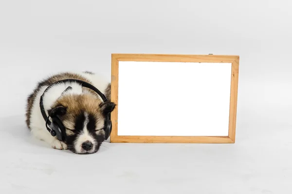 Whiteboard och valp hund med hörlurar lyssna på musik — Stockfoto