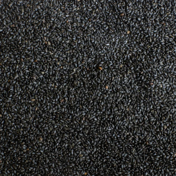Semillas de albahaca dulce negro — Foto de Stock