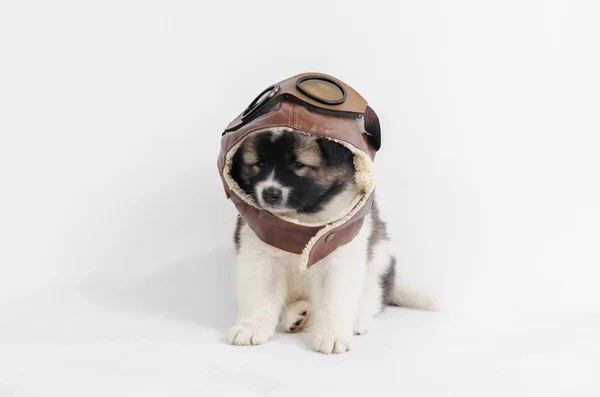 Filhote de cachorro com capacete piloto no fundo branco . — Fotografia de Stock