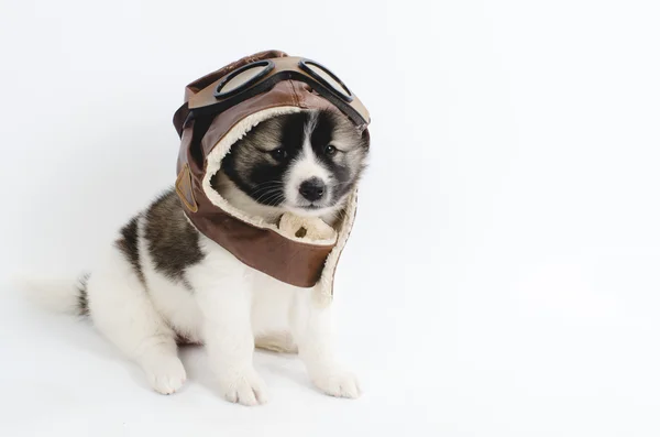 Puppy with pilot helmet on white background. — Stock Photo, Image