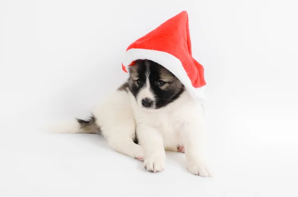Cățeluș drăguț într-un Crăciun - pălărie Moș Crăciun. Izolat pe un spate alb — Fotografie, imagine de stoc