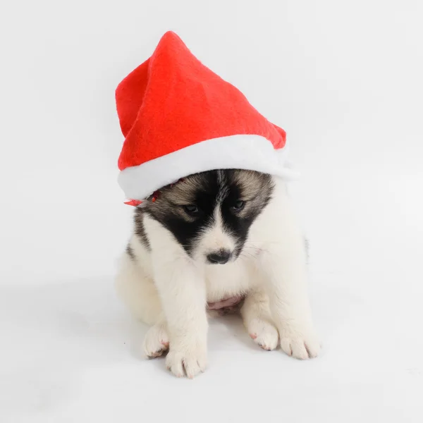 Niedliche Welpe in einem Weihnachtsmann - Hut. isoliert auf einem weißen — Stockfoto