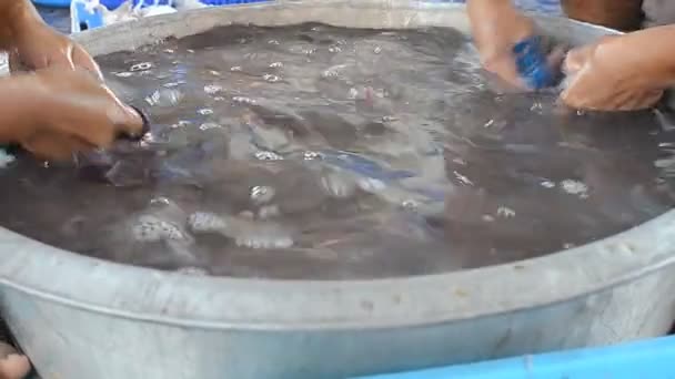 Rengöring bläckfisk på Hua Hin pier — Stockvideo