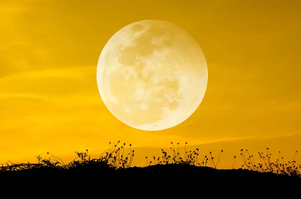 Big moon and grass silhouettes background sun set. — Stock Photo, Image