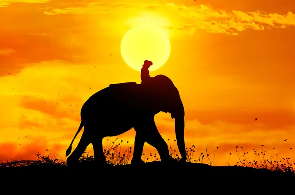 Olifant en gras silhouetten achtergrond met zon instellen. — Stockfoto