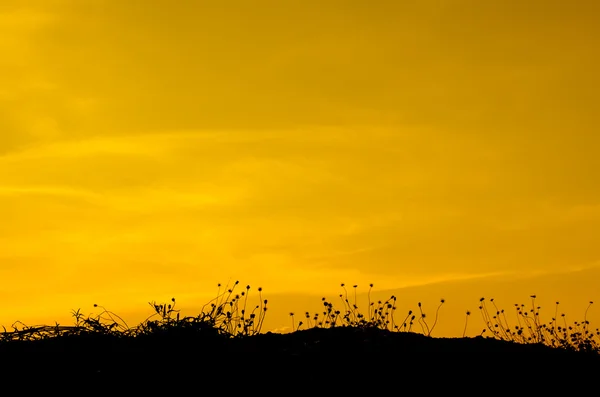 Silhuetas de grama fundo com pôr do sol . — Fotografia de Stock