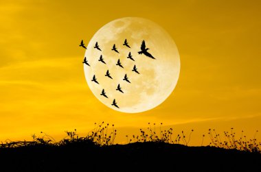 Big moon and birds silhouettes background sun set. Leadership Co clipart