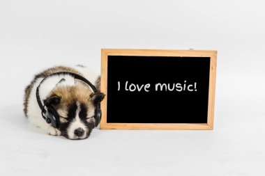 Yazı tahtası ve köpek yavrusu köpek kulaklık ile müzik menssage seviyorum
