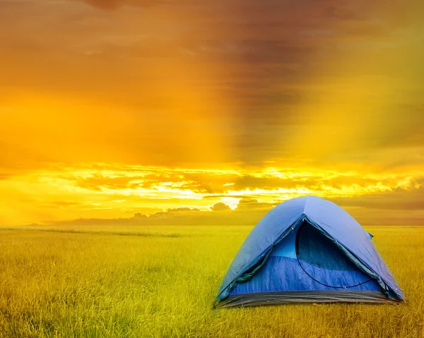 Risfält med solen gå upp. — Stockfoto