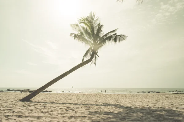 Coconut on the beach, in Hua-Hin Thailand, vintage tone. — Stock Photo, Image