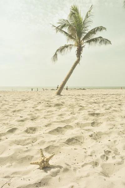 Starfish and coconut on the beach, in Hua-Hin Thailand, vintage — Stock Photo, Image