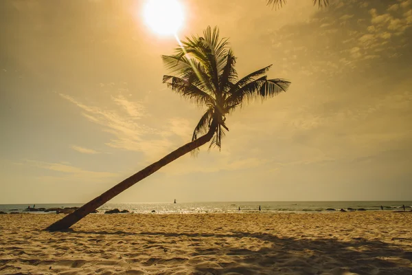 Palmeira na praia Hua Hin em dia ensolarado com luz quente . — Fotografia de Stock