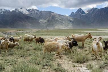 Grup keçi alan, Padum, Zanskar vally, Hindistan.