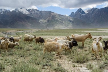 Group of goat field, Padum, Zanskar vally, India. clipart