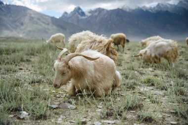 Uyuyan keçi, Padum, Zanskar vally, Hindistan.