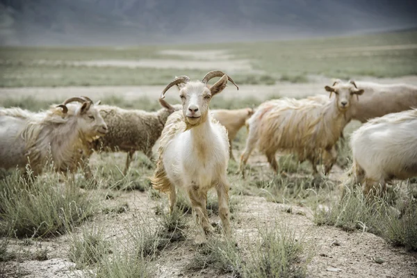 Grup keçi alan, Padum, Zanskar vally, Hindistan.