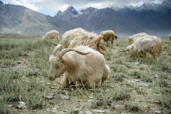 Spící koza, Padum, Zanskar vally, Indie. — Stock fotografie