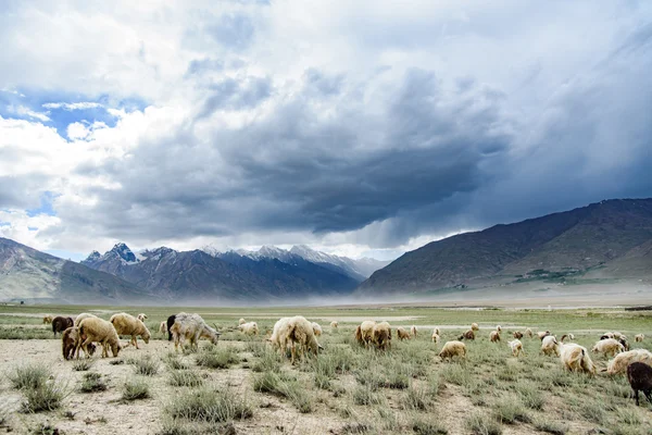 Skupina koz pole, Padum, Zanskar vally, Indie. — Stock fotografie
