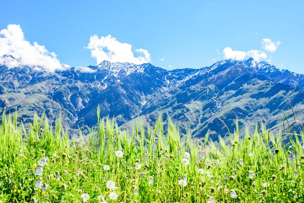 Campo de flores com montanha de neve e dia ensolarado, Caxemira, Índia . — Fotografia de Stock