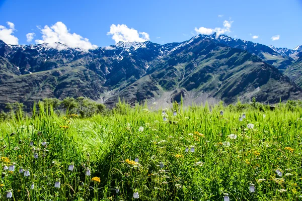 Campo de flores con montaña de nieve y día soleado, Cachemira, India . —  Fotos de Stock