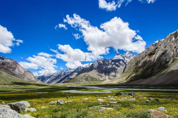 Beautiful yellow flower field with blue sky and cloud, Kashmir, Royalty Free Stock Photos