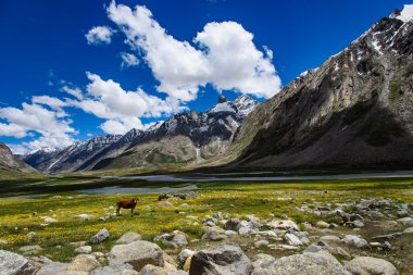 Alan ve Himalaya Dağları inek