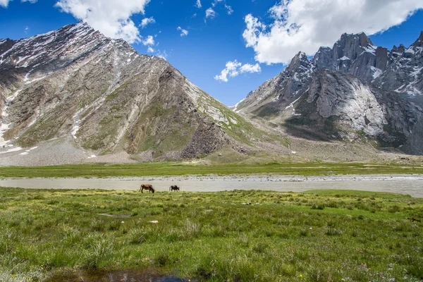 Vacas no campo e montanhas do Himalaia — Fotografia de Stock