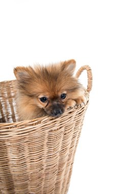 Pomeranian köpek sepeti