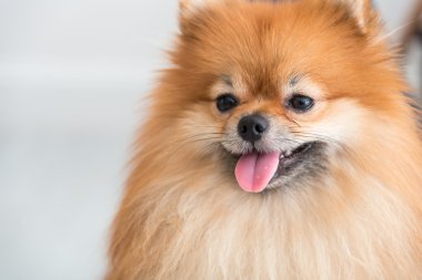 mutlu Pomeranya köpeği