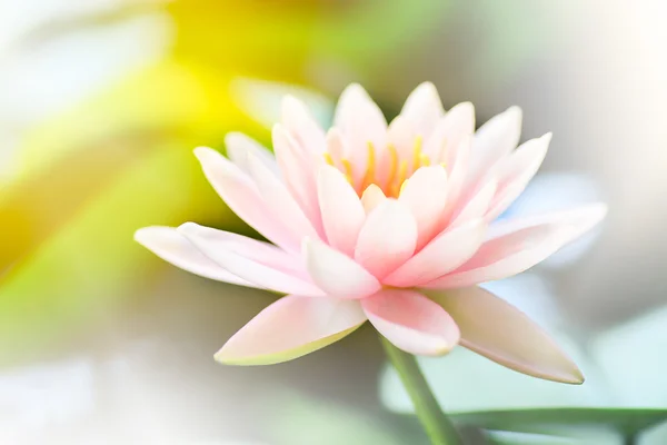 Lotus flower close up — Stock Photo, Image