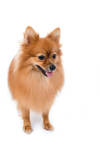 행복 한 pomeranian 개 — 스톡 사진