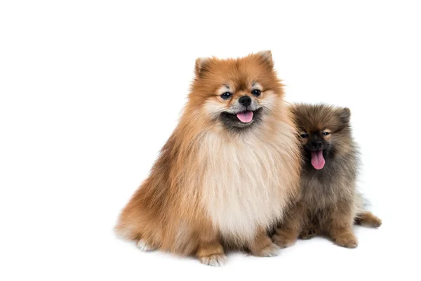 Dva Pomeranští psi — Stock fotografie
