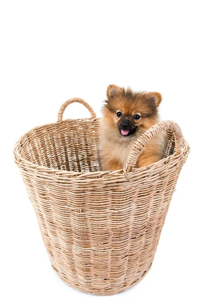 Perro pomerano en cesta —  Fotos de Stock