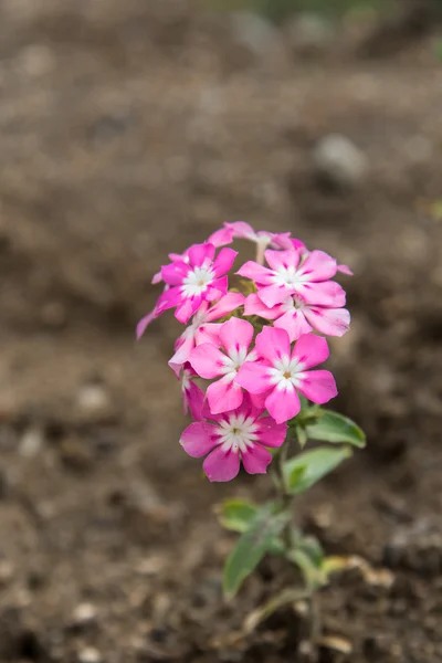 Fiore rosa sulla terra . — Foto Stock