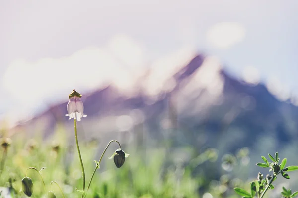 Çiçek alan kar Dağları ile — Stok fotoğraf